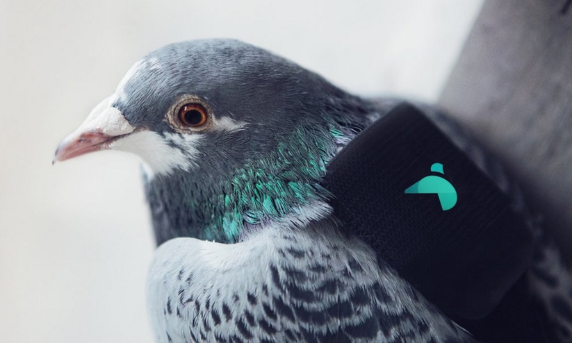 pigeon backpack